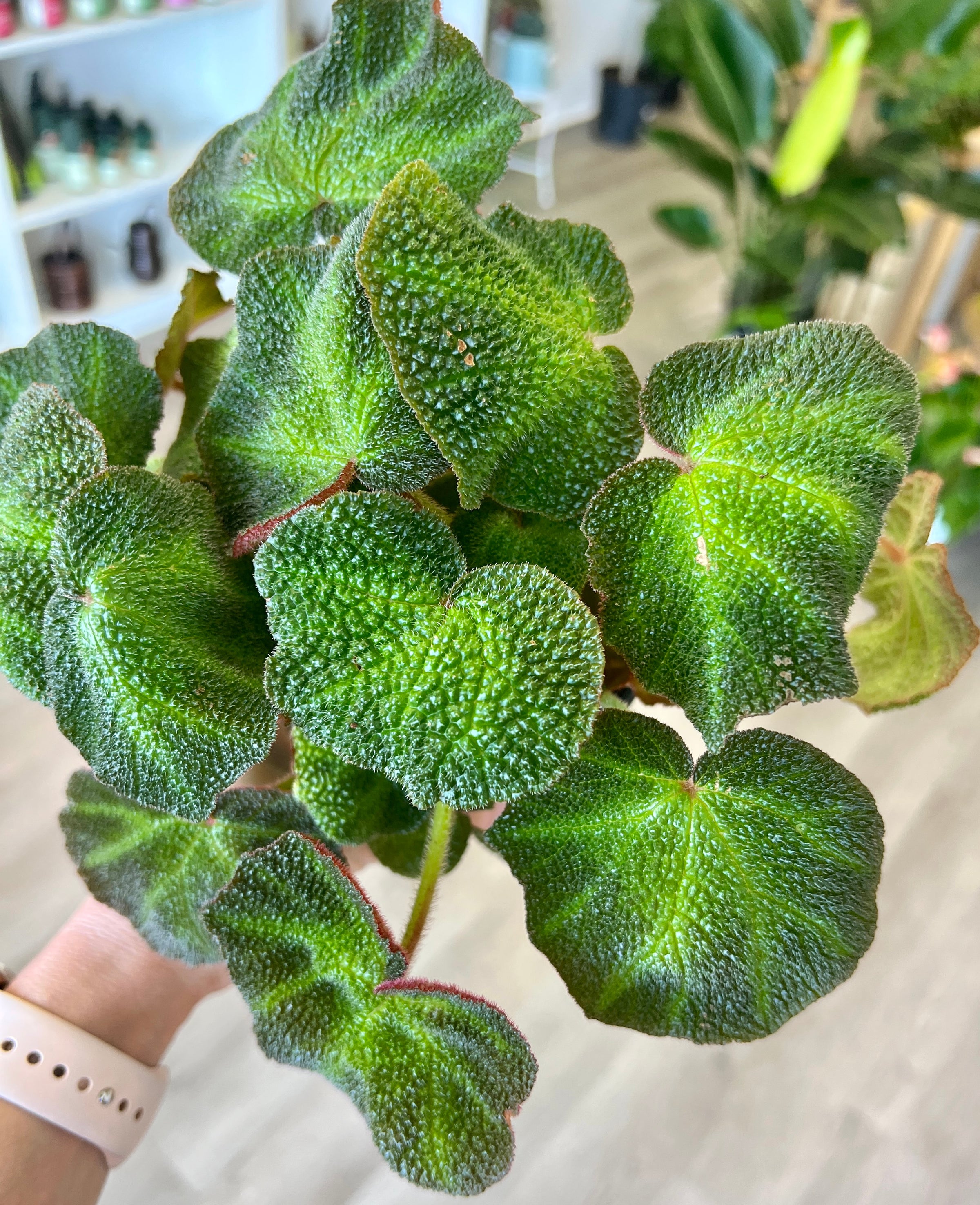 13+ Superbum Plant Co